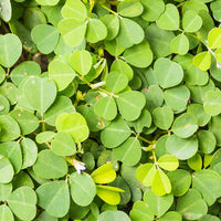 Desmodium