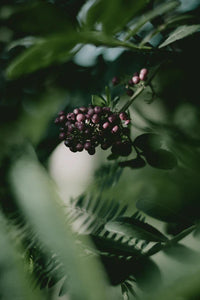 ELDERBERRY EXTRACT