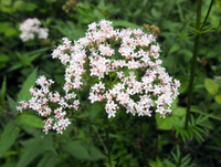 Valerian Extract